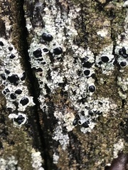 Pseudothelomma occidentale