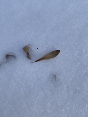 Fraxinus pennsylvanica