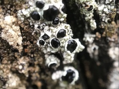 Pseudothelomma occidentale