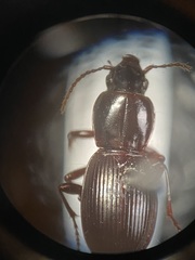Pterostichus pumilus pumilus