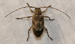 Astylopsis arcuata