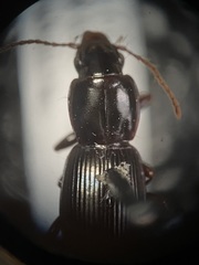 Pterostichus pumilus pumilus