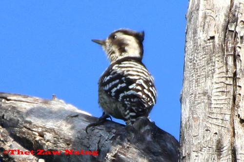 Subspecies Yungipicus canicapillus canicapillus · iNaturalist