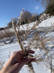 Erigeron canadensis
