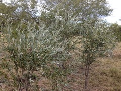 Acacia omalophylla