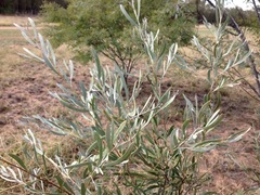 Acacia omalophylla