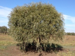 Acacia omalophylla
