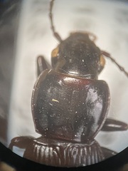Pterostichus neobrunneus