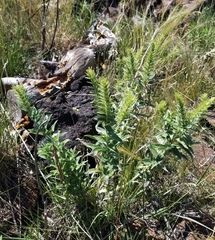 Lithospermum occidentale