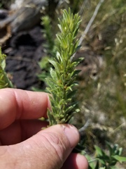 Lithospermum occidentale