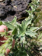Lithospermum occidentale