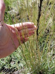 Aegilops cylindrica
