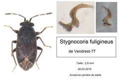 Stygnocoris fuligineus