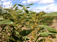 Acacia semirigida