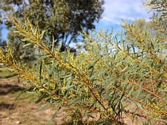 Acacia semirigida