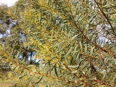 Acacia semirigida