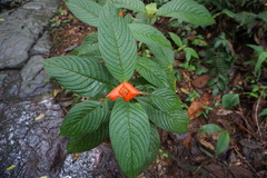 Palicourea tomentosa