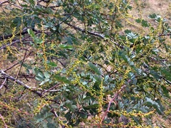 Acacia spectabilis