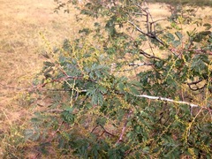 Acacia spectabilis