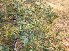 Acacia spectabilis