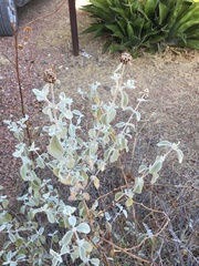 Buddleja marrubiifolia