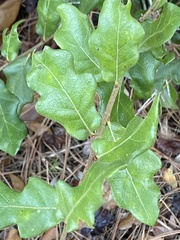 Quercus chapmanii image