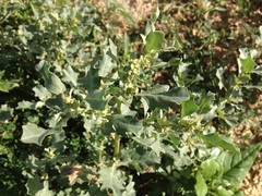 Atriplex muelleri