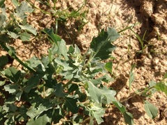 Atriplex muelleri