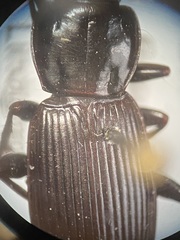 Pterostichus neobrunneus