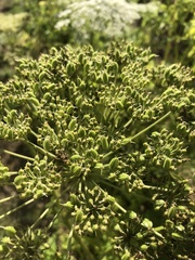 Dystaenia