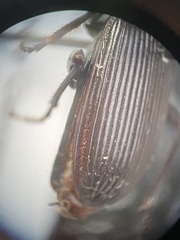 Pterostichus neobrunneus