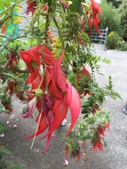 Clianthus puniceus