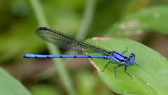 Argia medullaris