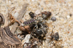 Stichopogon elegantulus