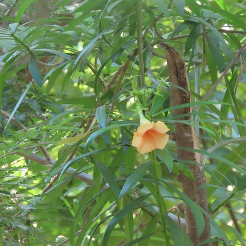 Venenillo (Cascabela thevetia)