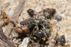 Stichopogon elegantulus