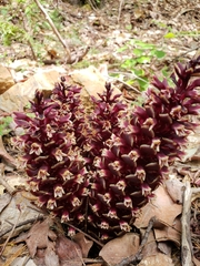 Kopsiopsis strobilacea