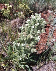 Oreocarya thyrsiflora