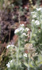 Oreocarya thyrsiflora