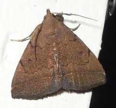 Zanclognatha dentata