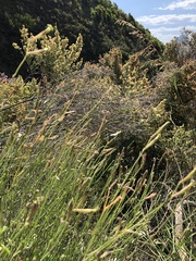 Silene burchellii