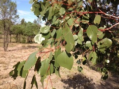 Eucalyptus populnea