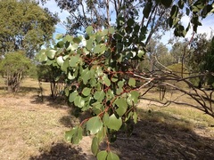 Eucalyptus populnea