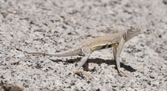 Callisaurus draconoides rhodostictus