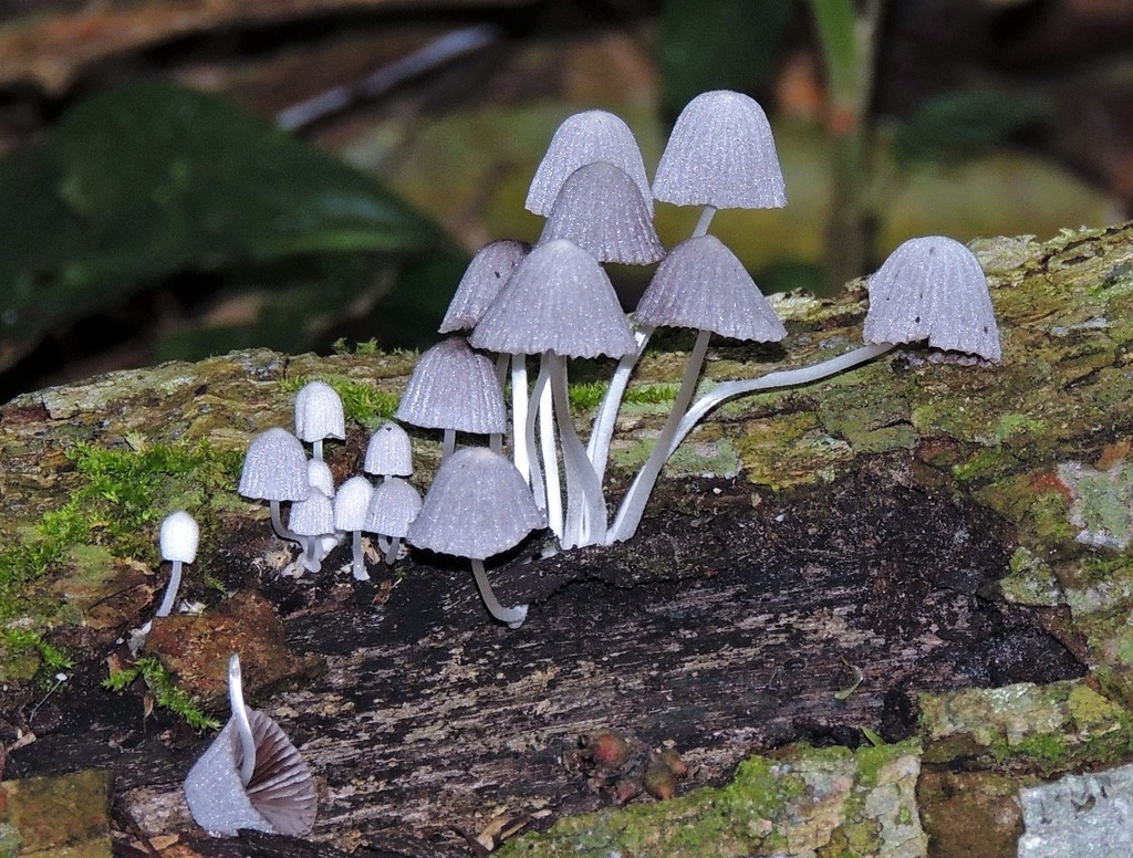 Coprinellus disseminatus · October 2013 · photo: © hhulsberg (iNaturalist, cc-by)