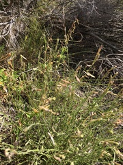 Silene burchellii