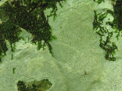 Bagliettoa calciseda