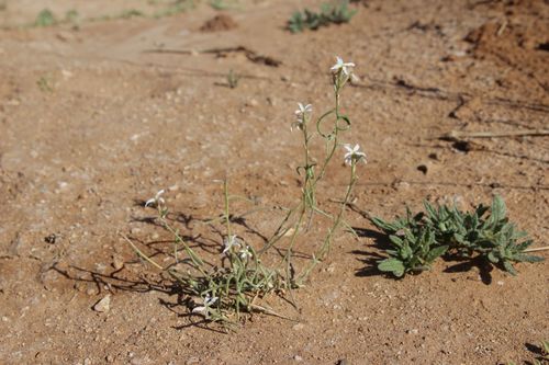 Image of Matthiola bolleana by (c) Olivier Argagnon, some rights reserved (CC BY)