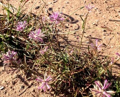 Ptilotus semilanatus