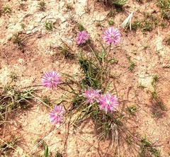 Ptilotus semilanatus